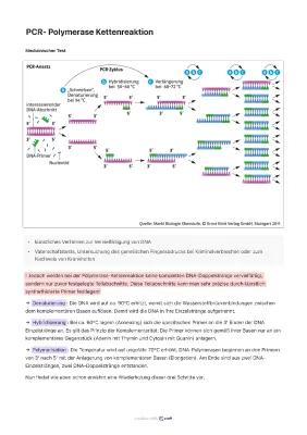 Know Polymerase Kettenreaktion PCR thumbnail