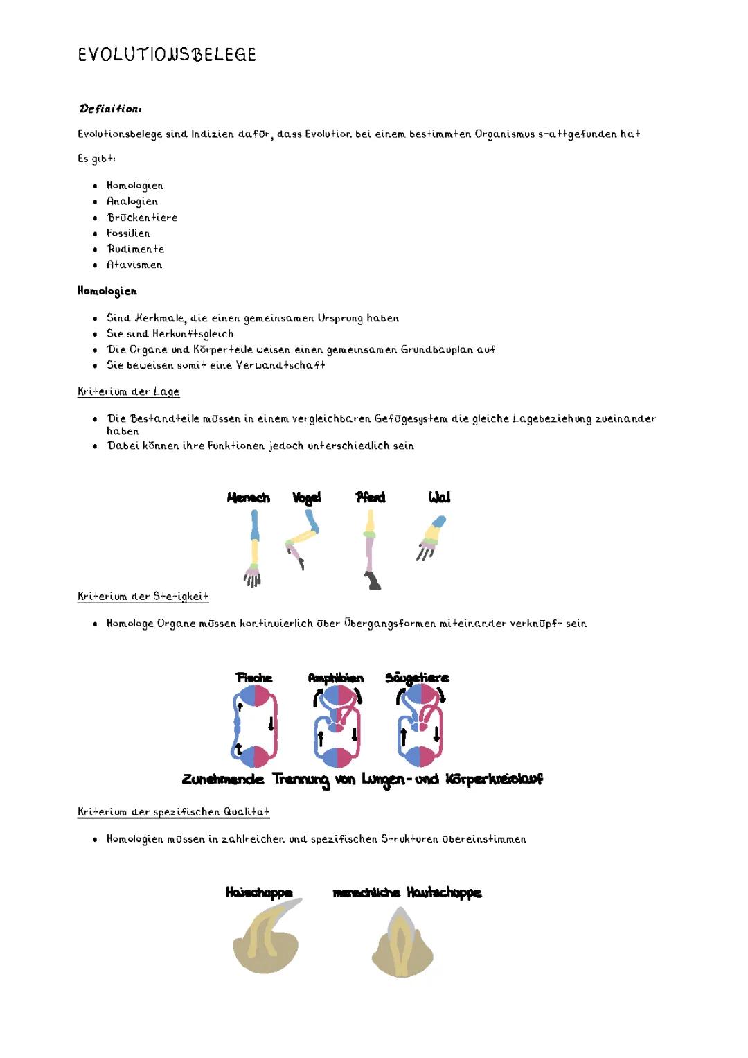 Evolutionsbelege 