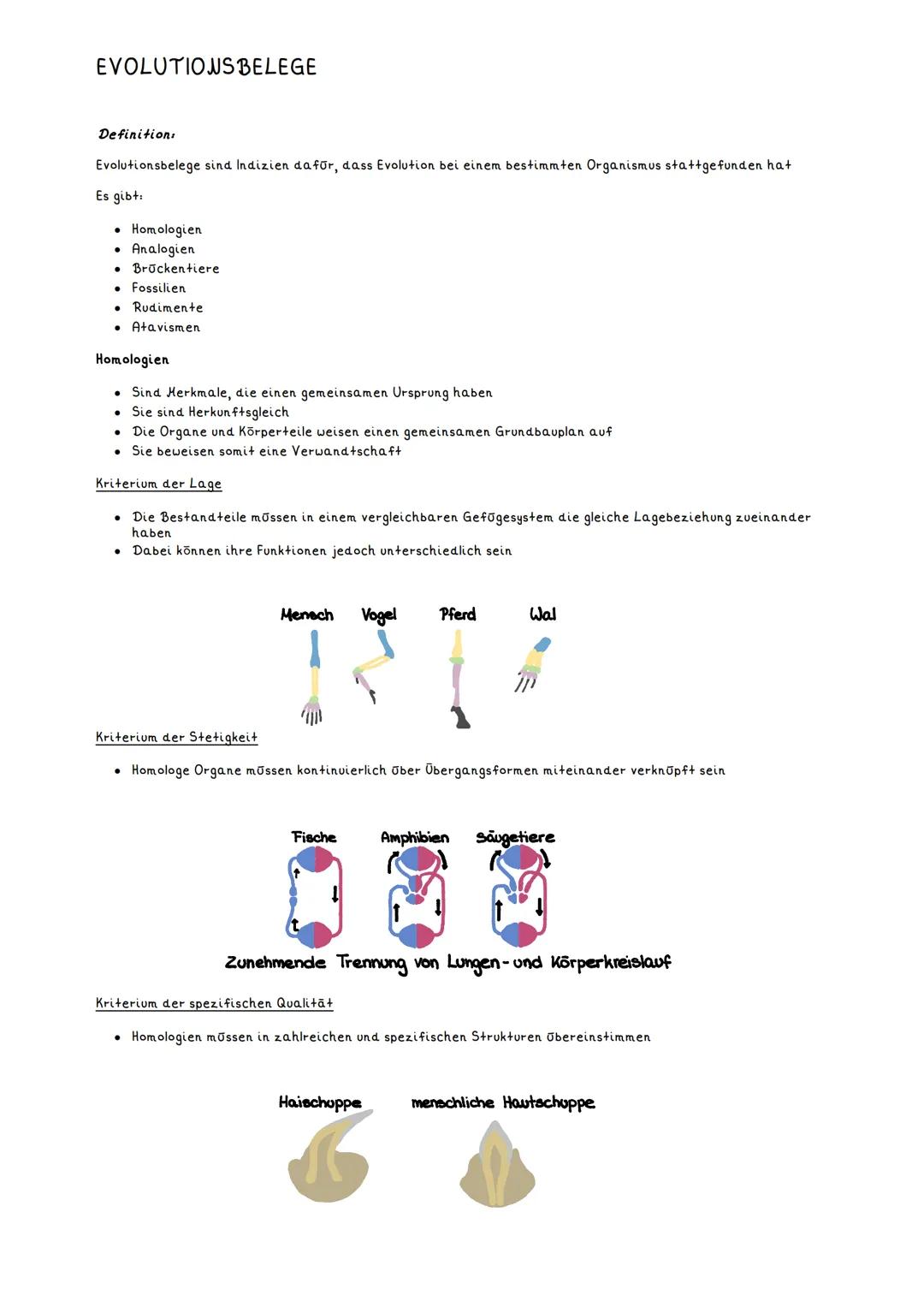 EVOLUTIONS BELEGE
Definition:
Evolutionsbelege sind Indizien dafür, dass Evolution bei einem bestimmten Organismus stattgefunden hat
Es gibt