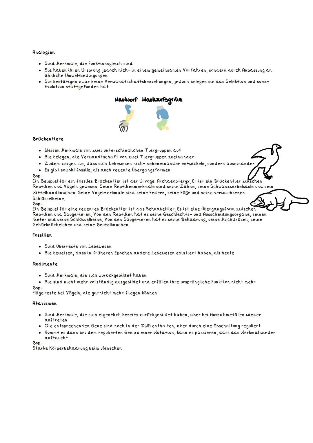 EVOLUTIONS BELEGE
Definition:
Evolutionsbelege sind Indizien dafür, dass Evolution bei einem bestimmten Organismus stattgefunden hat
Es gibt