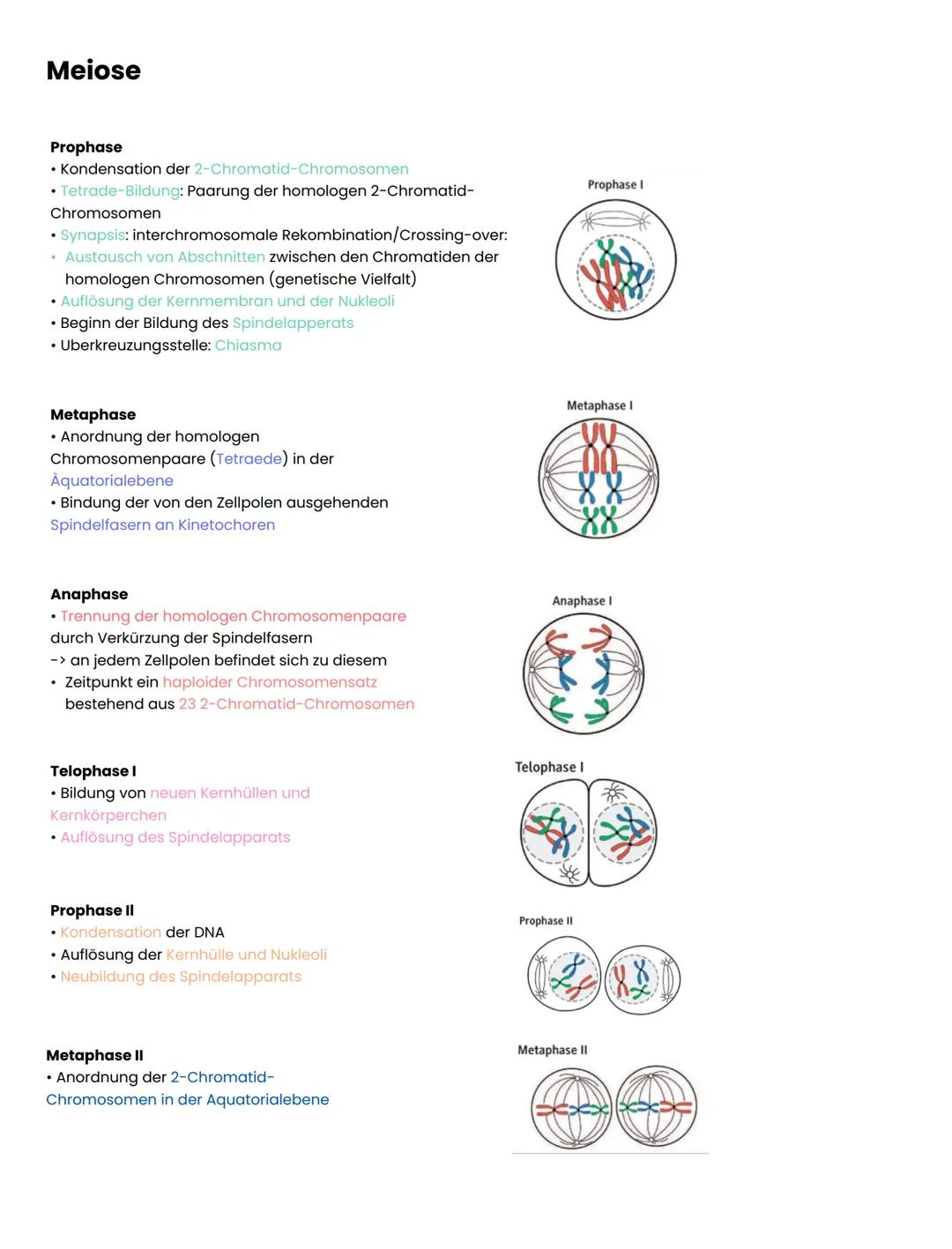 Meiose
Prophase
• Kondensation der 2-Chromatid-Chromosomen
• Tetrade-Bildung: Paarung der homologen 2-Chromatid-
Chromosomen
Synapsis: inter