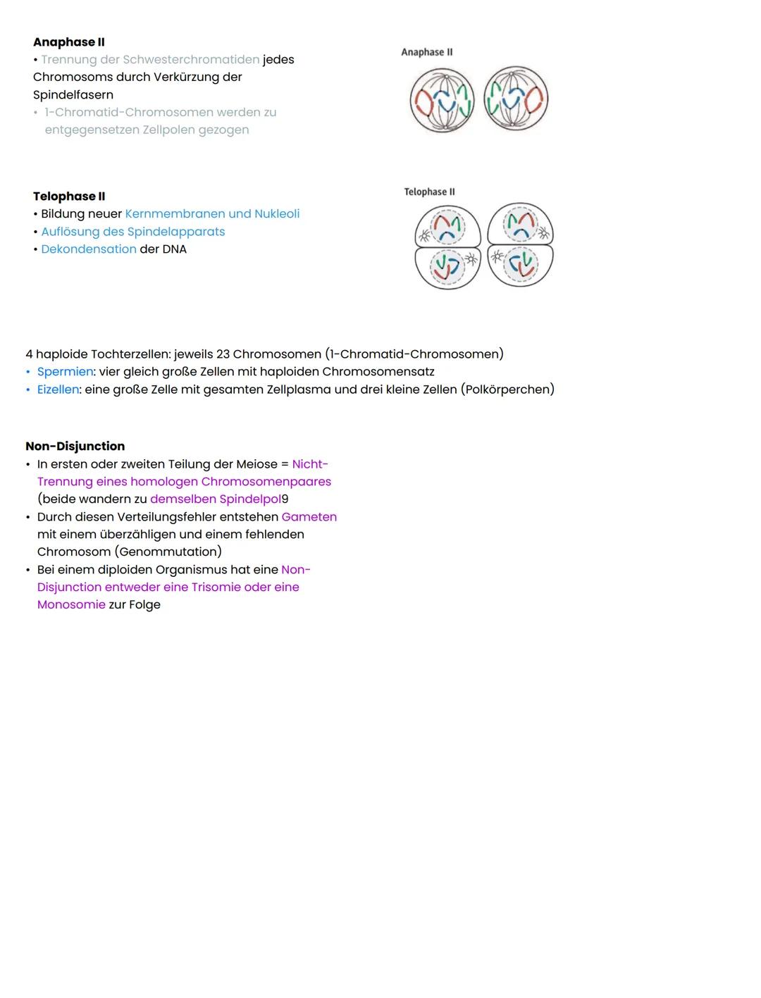 Meiose
Prophase
• Kondensation der 2-Chromatid-Chromosomen
• Tetrade-Bildung: Paarung der homologen 2-Chromatid-
Chromosomen
Synapsis: inter