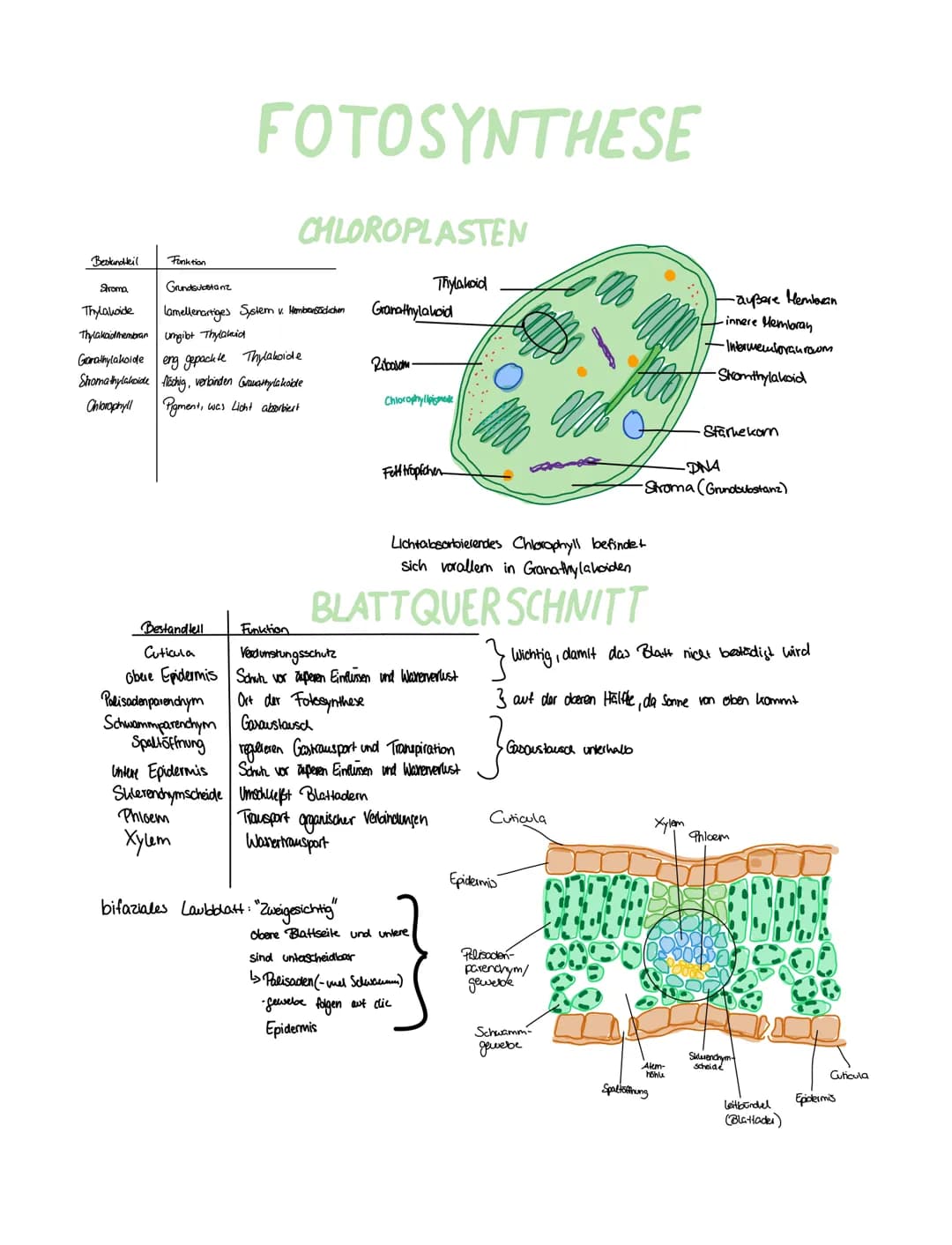 Bestandteil
Funktion
Grundsubstanz
lamellenartiges System v. Hembansäckchen
FOTOSYNTHESE
Stroma
Thylakoide
Thylakad membran umgibt Thylakid
