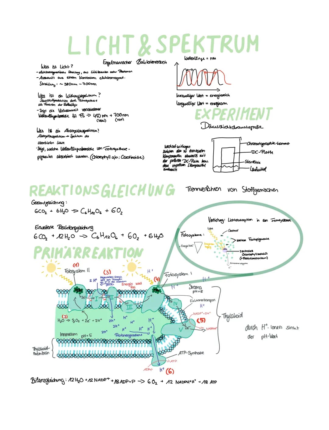 Bestandteil
Funktion
Grundsubstanz
lamellenartiges System v. Hembansäckchen
FOTOSYNTHESE
Stroma
Thylakoide
Thylakad membran umgibt Thylakid
