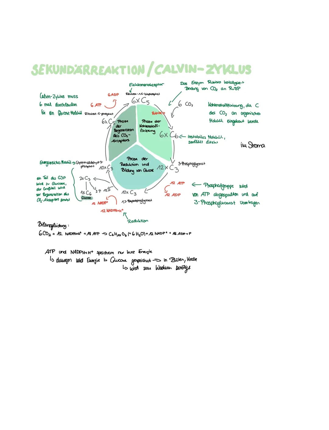 Bestandteil
Funktion
Grundsubstanz
lamellenartiges System v. Hembansäckchen
FOTOSYNTHESE
Stroma
Thylakoide
Thylakad membran umgibt Thylakid
