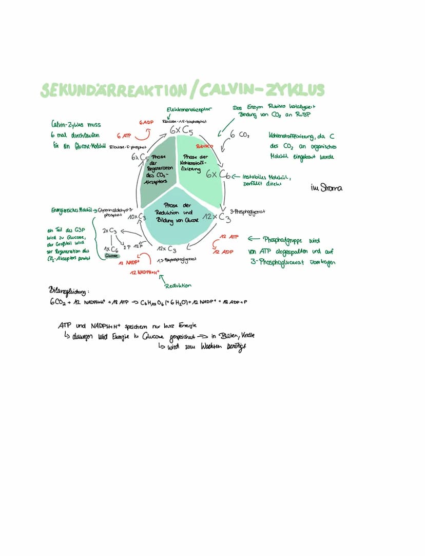 Bestandteil
Funktion
Grundsubstanz
lamellenartiges System v. Hembansäckchen
FOTOSYNTHESE
Stroma
Thylakoide
Thylakad membran umgibt Thylakid
