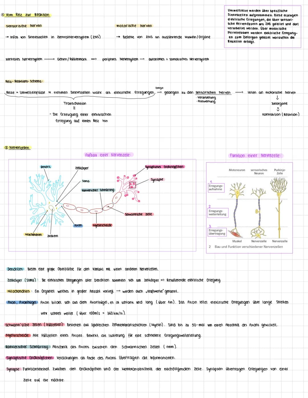Vom Reiz zur Reaktion
sensorische Nerven
→ Infos von Sinneszellen in zentralnervensystem (ZNS)
Reiz-Reaktions- schema:
zentrales Nervensyste