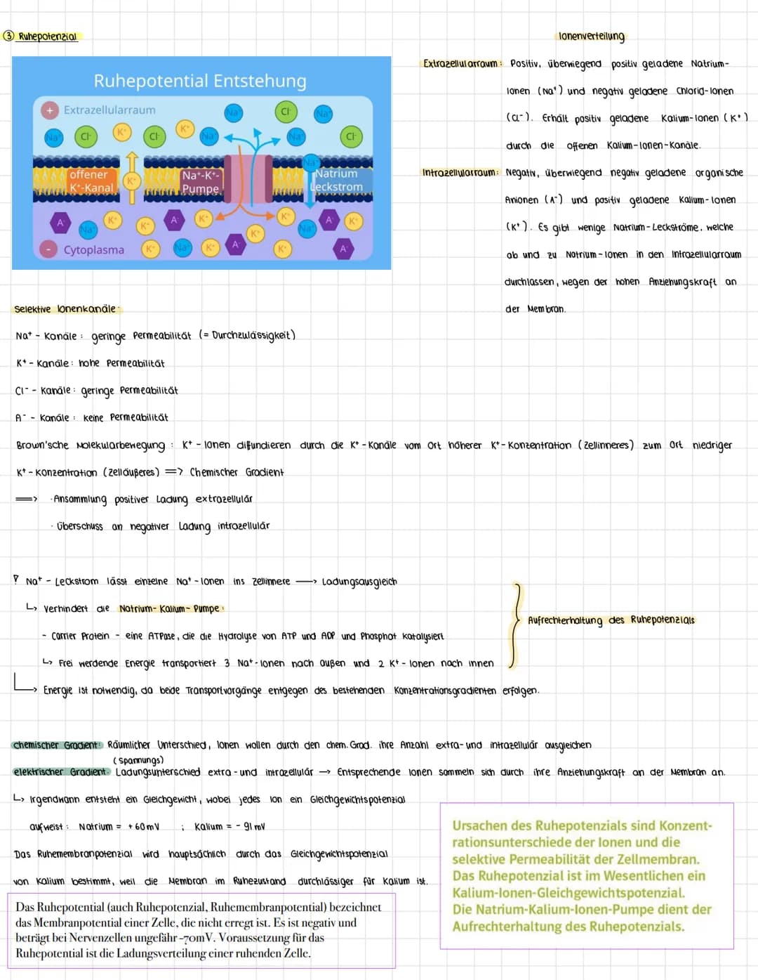 Vom Reiz zur Reaktion
sensorische Nerven
→ Infos von Sinneszellen in zentralnervensystem (ZNS)
Reiz-Reaktions- schema:
zentrales Nervensyste