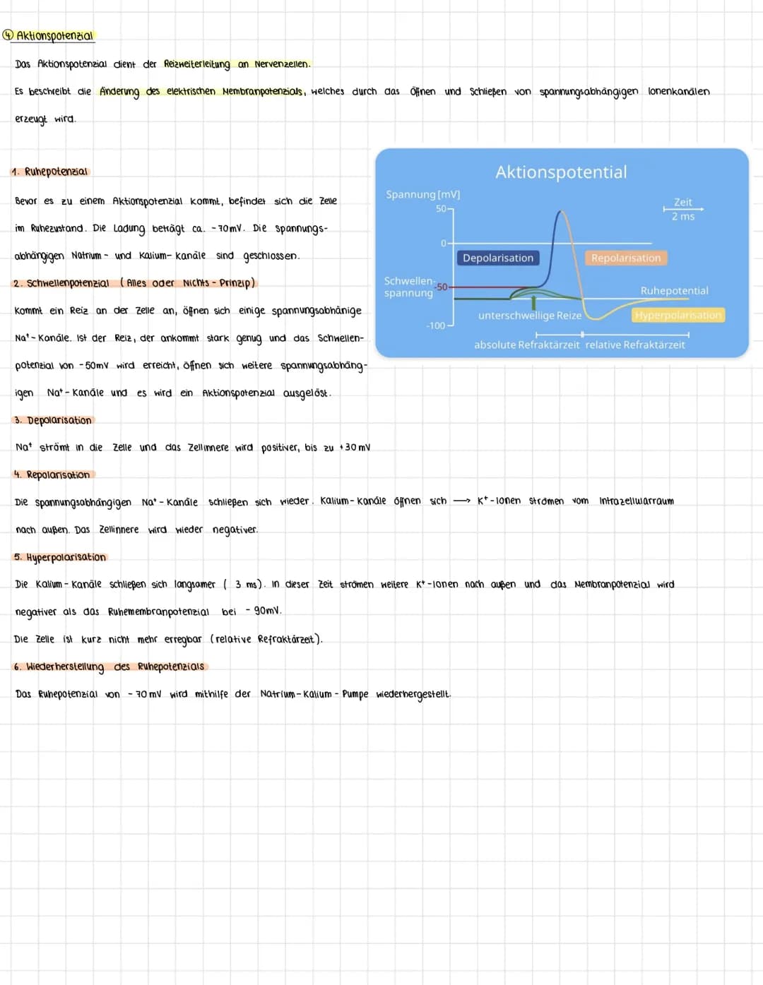 Vom Reiz zur Reaktion
sensorische Nerven
→ Infos von Sinneszellen in zentralnervensystem (ZNS)
Reiz-Reaktions- schema:
zentrales Nervensyste