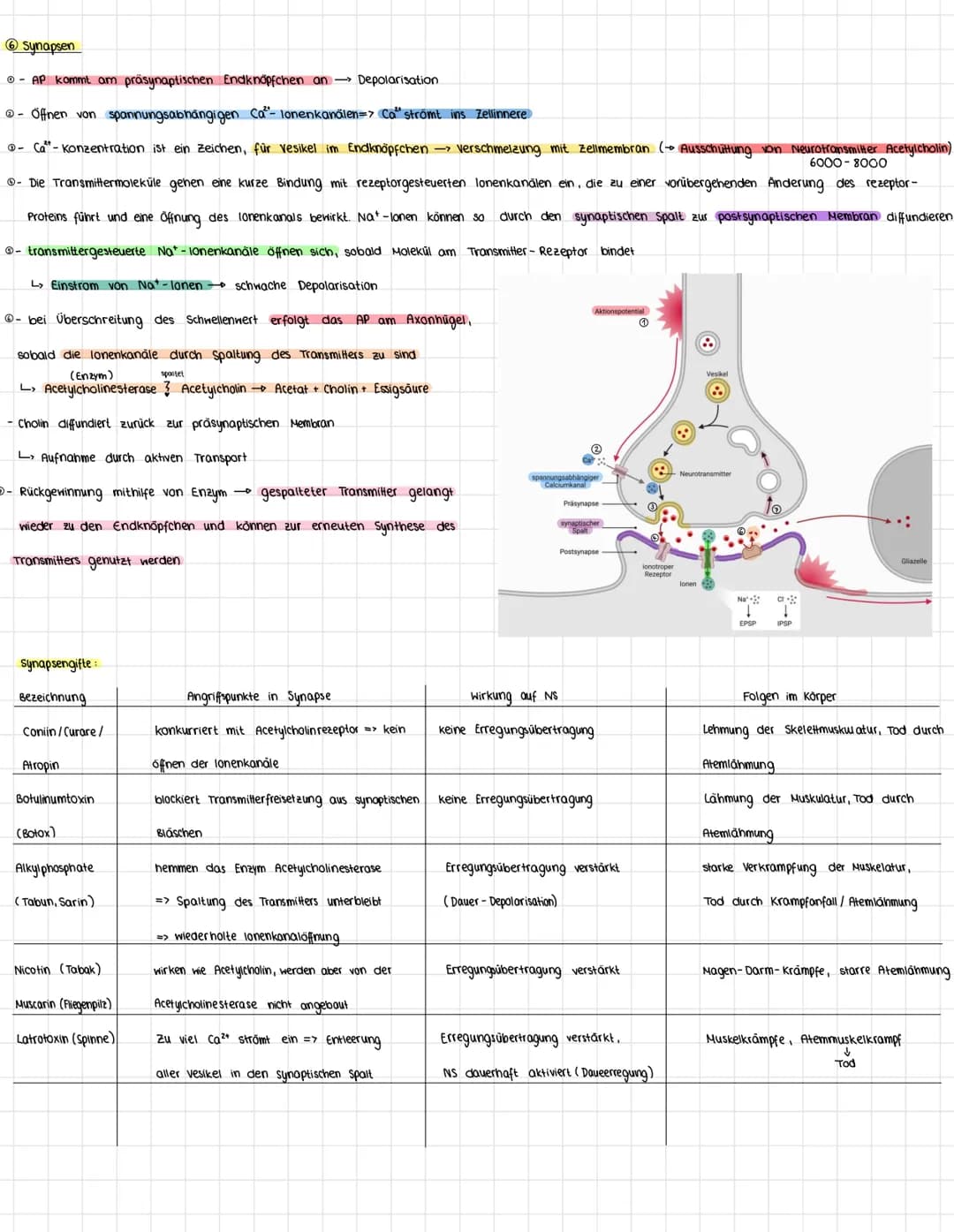Vom Reiz zur Reaktion
sensorische Nerven
→ Infos von Sinneszellen in zentralnervensystem (ZNS)
Reiz-Reaktions- schema:
zentrales Nervensyste
