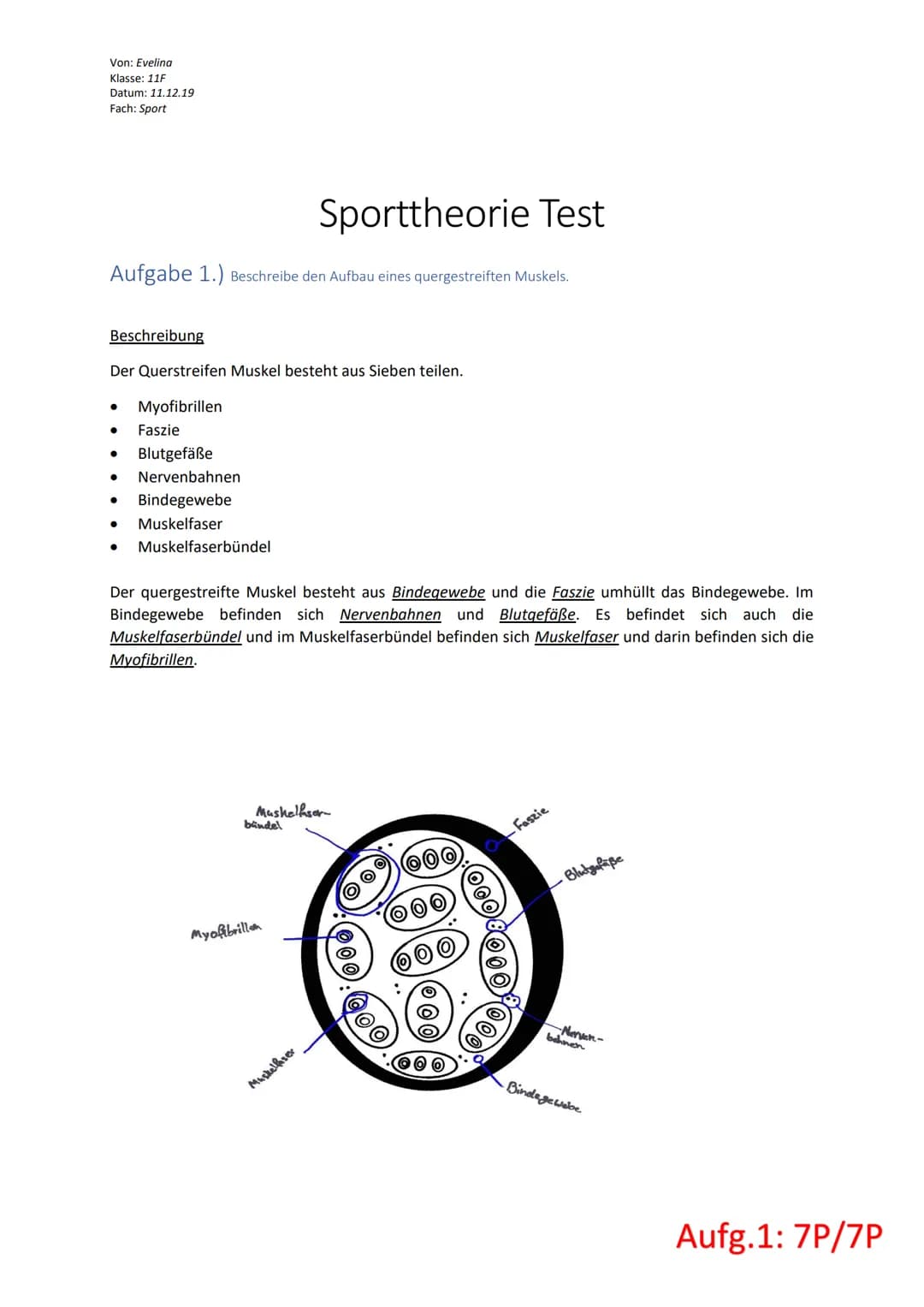 Von: Evelina
Klasse: 11F
Datum: 11.12.19
Fach: Sport
Sporttheorie Test
Aufgabe 1.) Beschreibe den Aufbau eines quergestreiften Muskels.
Besc