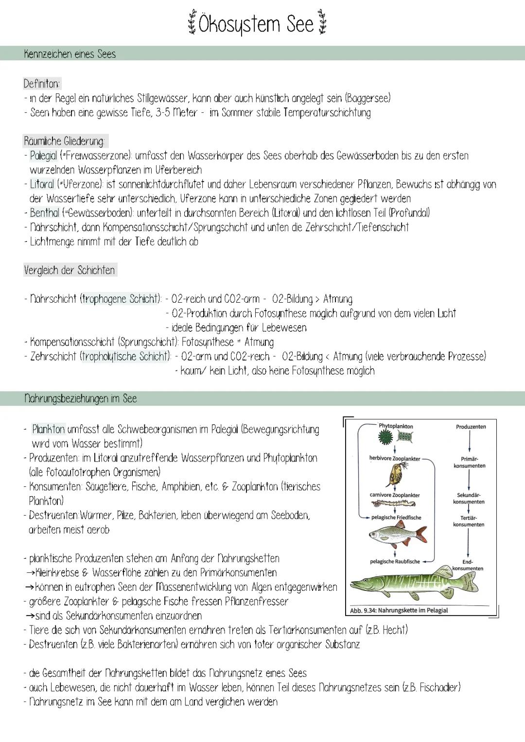 Ökosystem See einfach erklärt: Tiere, Nahrungskette & Jahreszeiten