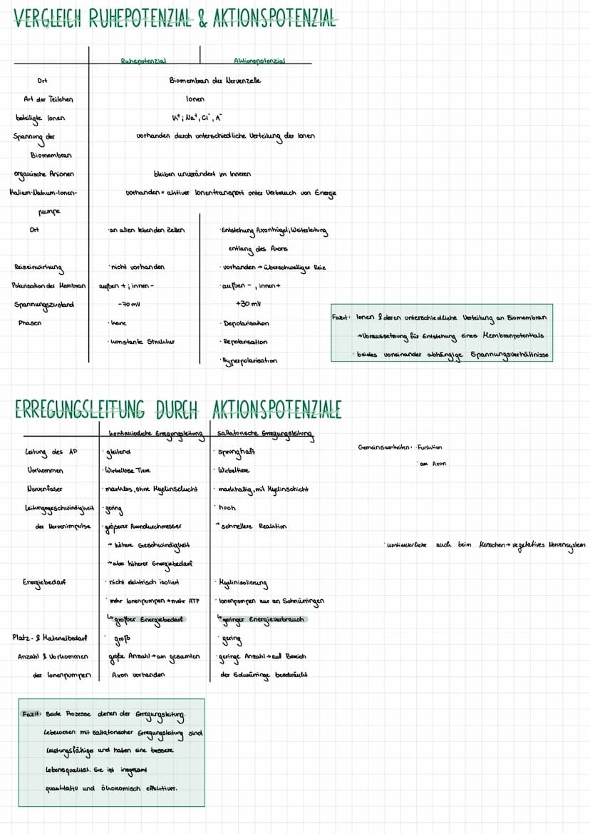 NEUROPHISIOLOGIE
4. Ben Funktion einer Nervenzelle (Neuron)
AXONHÜGEL
läst Aktionspotenziale
aus
AXON
Impulsleitung von
Soma zu Endungpfchen