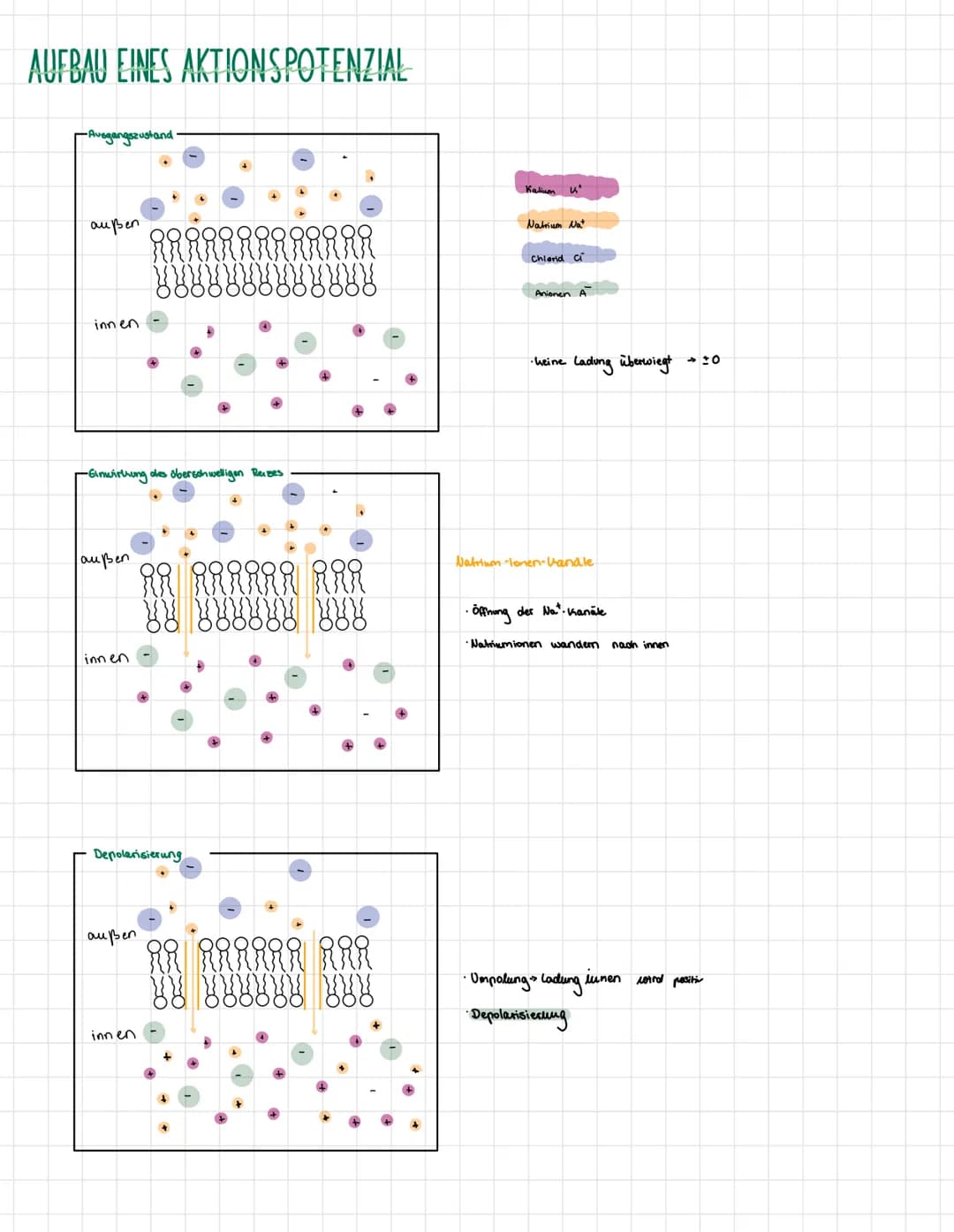 NEUROPHISIOLOGIE
4. Ben Funktion einer Nervenzelle (Neuron)
AXONHÜGEL
läst Aktionspotenziale
aus
AXON
Impulsleitung von
Soma zu Endungpfchen
