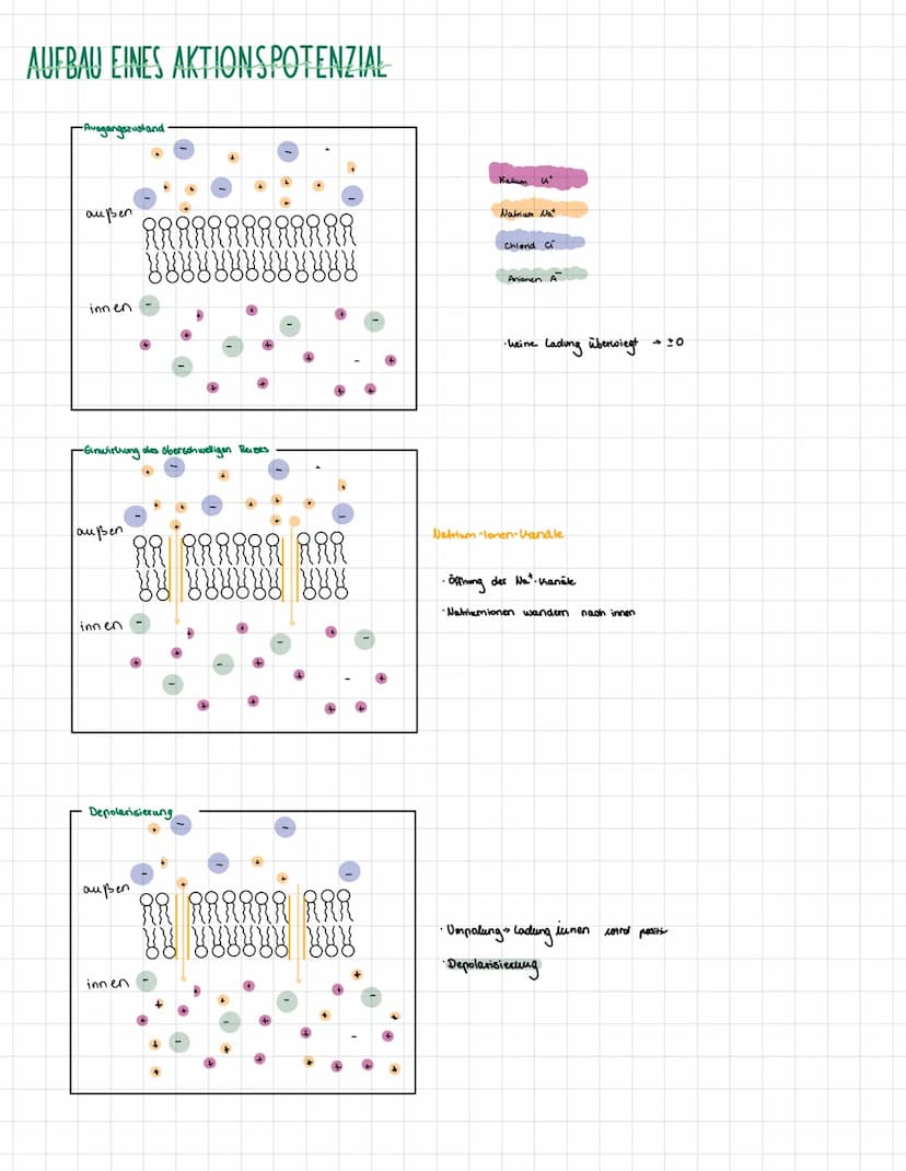 NEUROPHISIOLOGIE
4. Ben Funktion einer Nervenzelle (Neuron)
AXONHÜGEL
läst Aktionspotenziale
aus
AXON
Impulsleitung von
Soma zu Endungpfchen