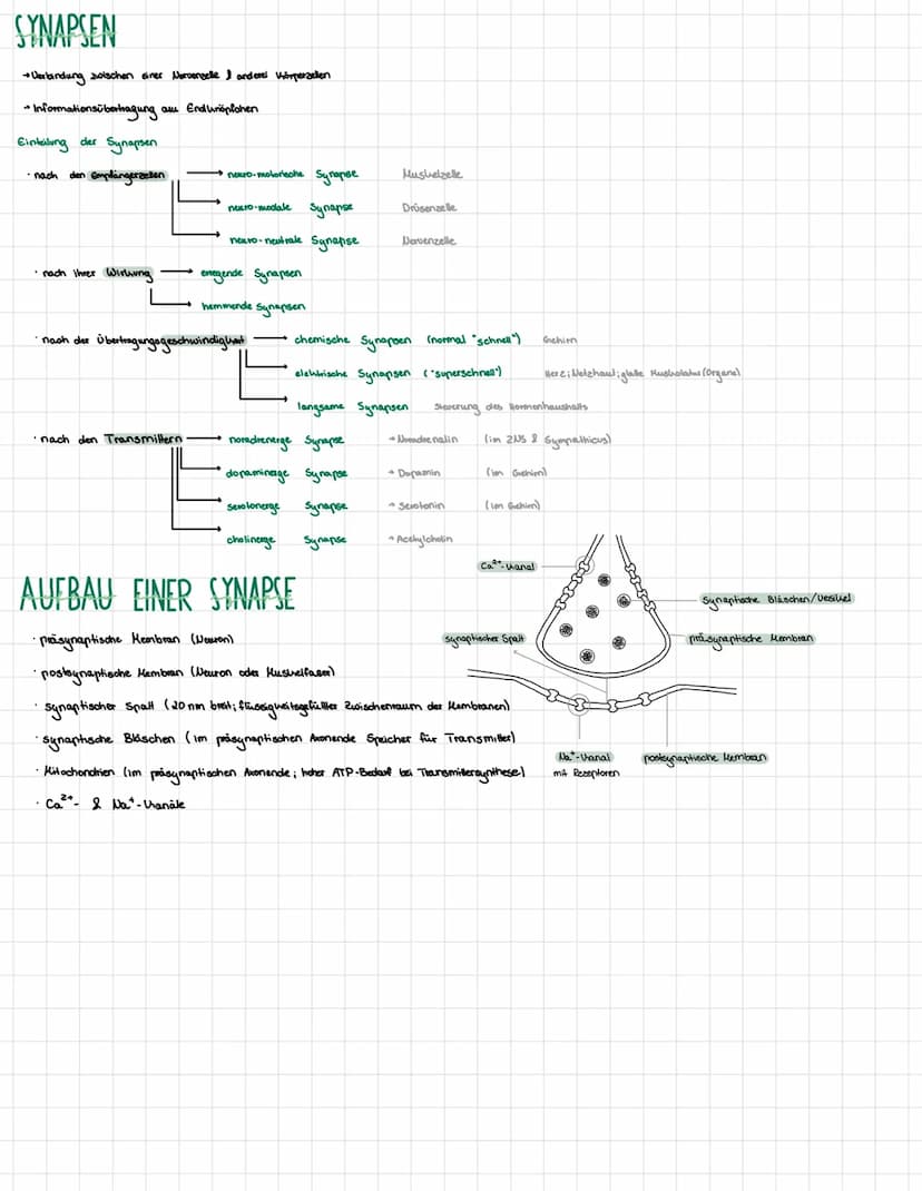 NEUROPHISIOLOGIE
4. Ben Funktion einer Nervenzelle (Neuron)
AXONHÜGEL
läst Aktionspotenziale
aus
AXON
Impulsleitung von
Soma zu Endungpfchen