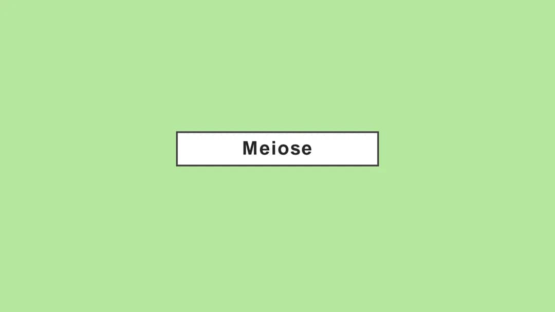 Meiose