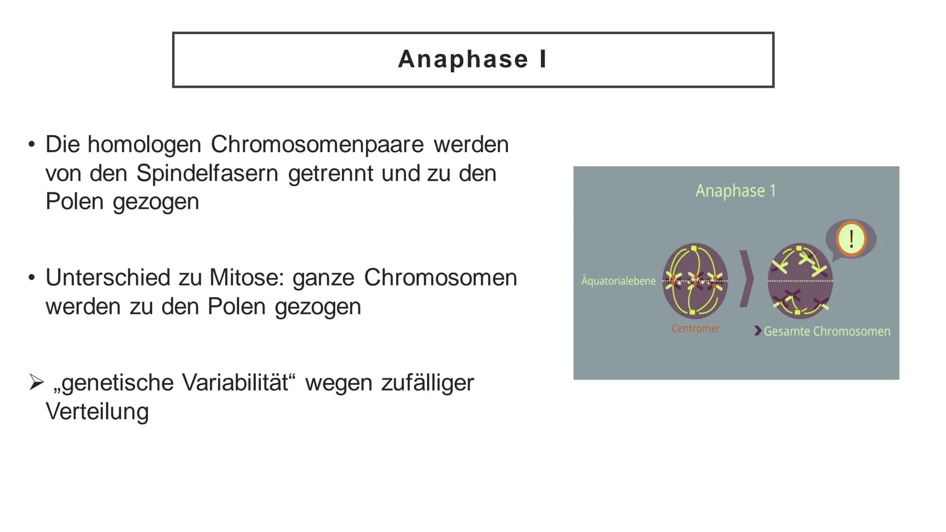 Meiose Q
1. Einführung
4. Störungen
der Meiose
Gliederung
XX
2. Ablauf der
Meiose
5. Zusammenfassung
3. Bedeutung
der Meiose
6. Quellen Defi