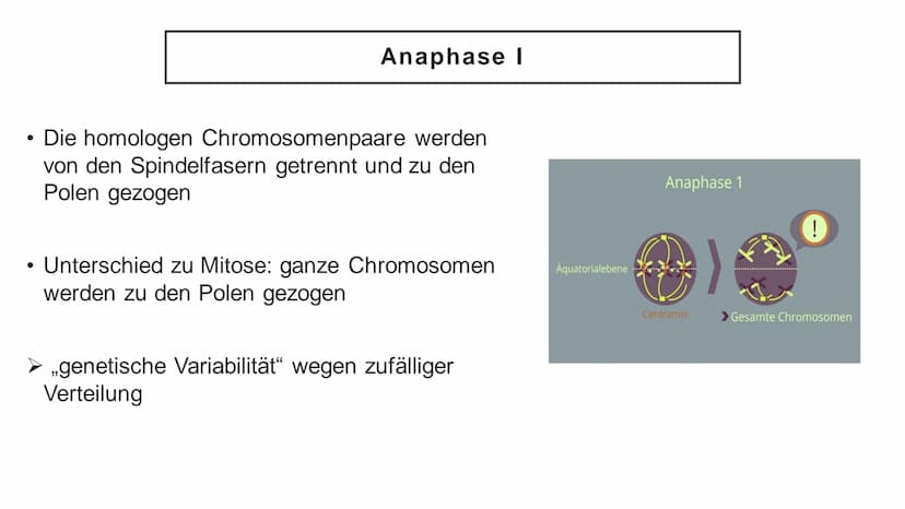 Meiose Q
1. Einführung
4. Störungen
der Meiose
Gliederung
XX
2. Ablauf der
Meiose
5. Zusammenfassung
3. Bedeutung
der Meiose
6. Quellen Defi