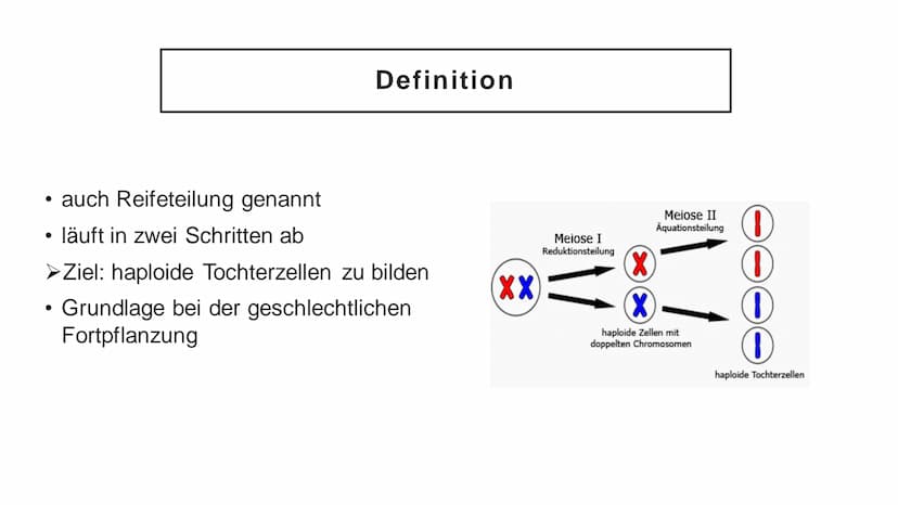 Meiose Q
1. Einführung
4. Störungen
der Meiose
Gliederung
XX
2. Ablauf der
Meiose
5. Zusammenfassung
3. Bedeutung
der Meiose
6. Quellen Defi