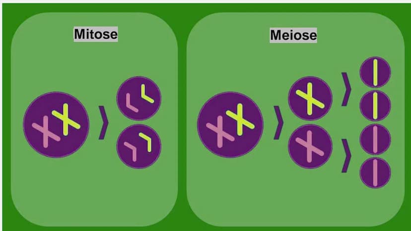 Meiose Q
1. Einführung
4. Störungen
der Meiose
Gliederung
XX
2. Ablauf der
Meiose
5. Zusammenfassung
3. Bedeutung
der Meiose
6. Quellen Defi
