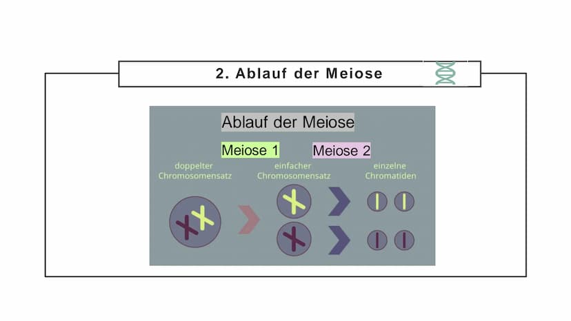 Meiose Q
1. Einführung
4. Störungen
der Meiose
Gliederung
XX
2. Ablauf der
Meiose
5. Zusammenfassung
3. Bedeutung
der Meiose
6. Quellen Defi