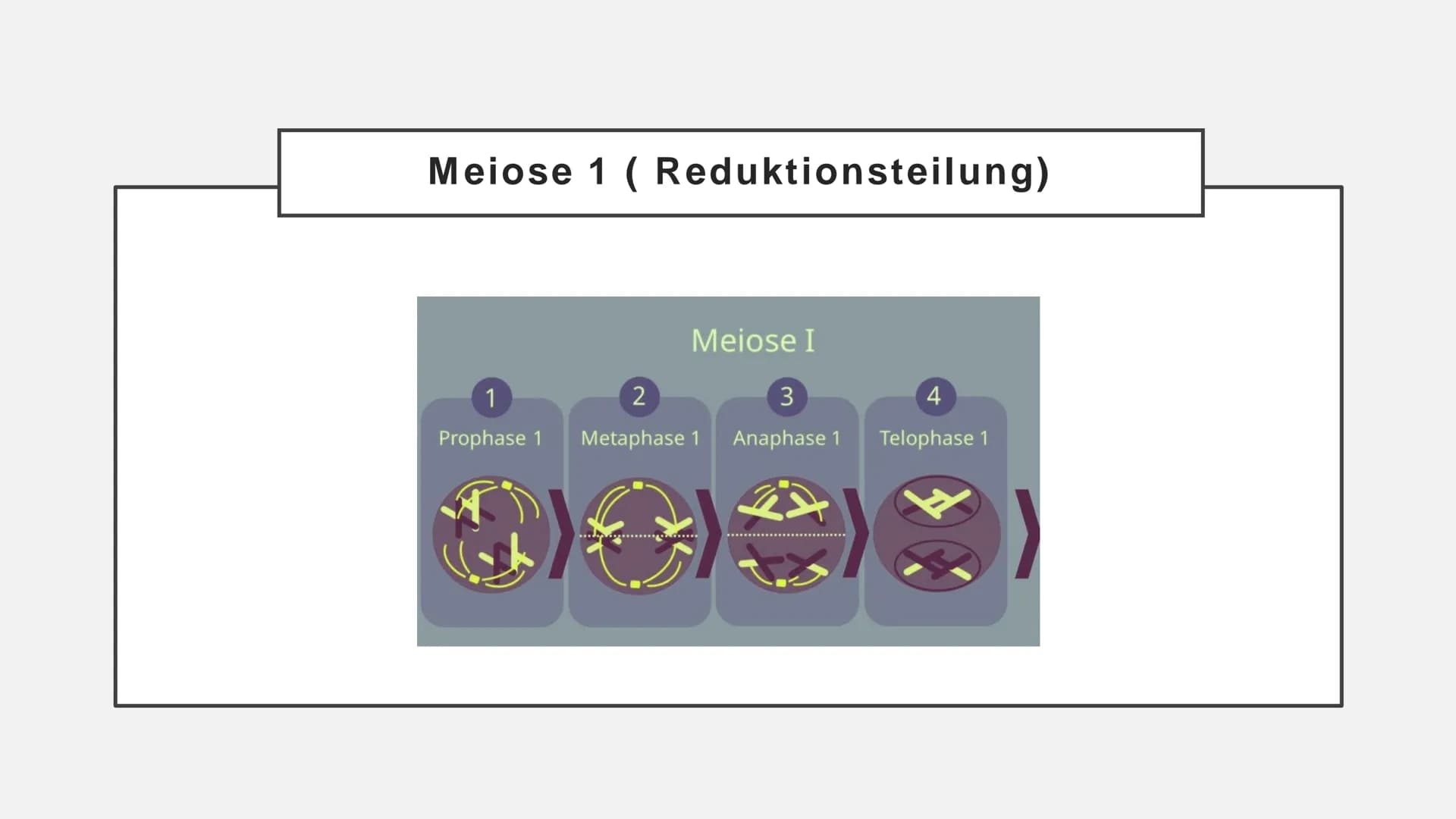 Meiose Q
1. Einführung
4. Störungen
der Meiose
Gliederung
XX
2. Ablauf der
Meiose
5. Zusammenfassung
3. Bedeutung
der Meiose
6. Quellen Defi