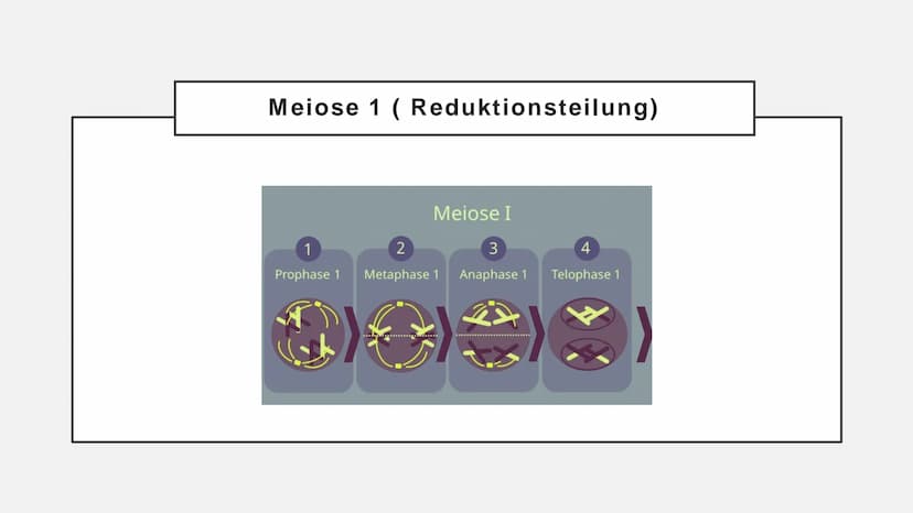Meiose Q
1. Einführung
4. Störungen
der Meiose
Gliederung
XX
2. Ablauf der
Meiose
5. Zusammenfassung
3. Bedeutung
der Meiose
6. Quellen Defi