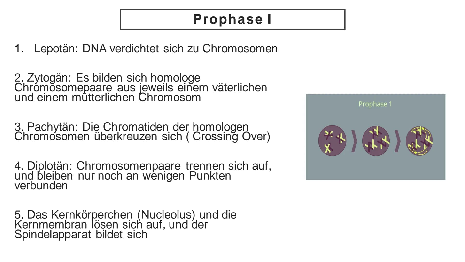 Meiose Q
1. Einführung
4. Störungen
der Meiose
Gliederung
XX
2. Ablauf der
Meiose
5. Zusammenfassung
3. Bedeutung
der Meiose
6. Quellen Defi