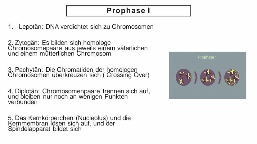 Meiose Q
1. Einführung
4. Störungen
der Meiose
Gliederung
XX
2. Ablauf der
Meiose
5. Zusammenfassung
3. Bedeutung
der Meiose
6. Quellen Defi