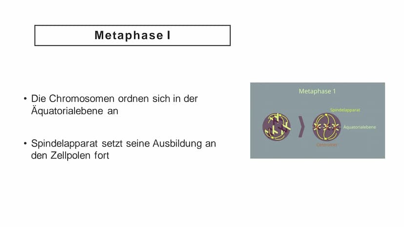 Meiose Q
1. Einführung
4. Störungen
der Meiose
Gliederung
XX
2. Ablauf der
Meiose
5. Zusammenfassung
3. Bedeutung
der Meiose
6. Quellen Defi