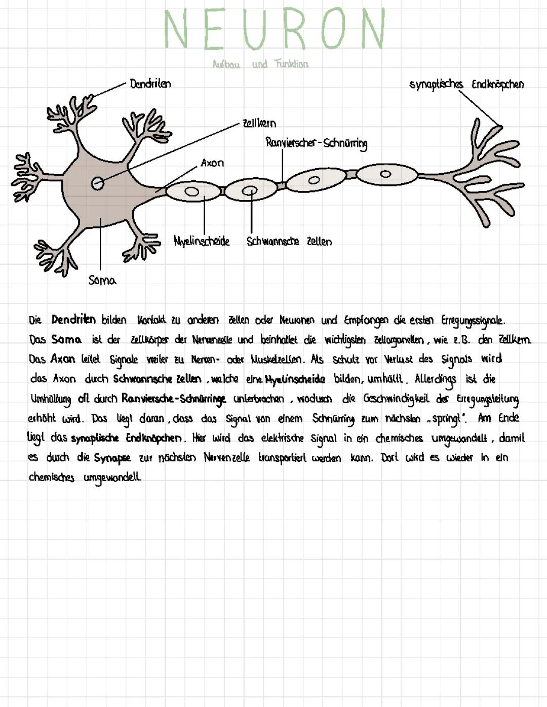 Neuron (Nervenzelle): Aufbau und Funktion