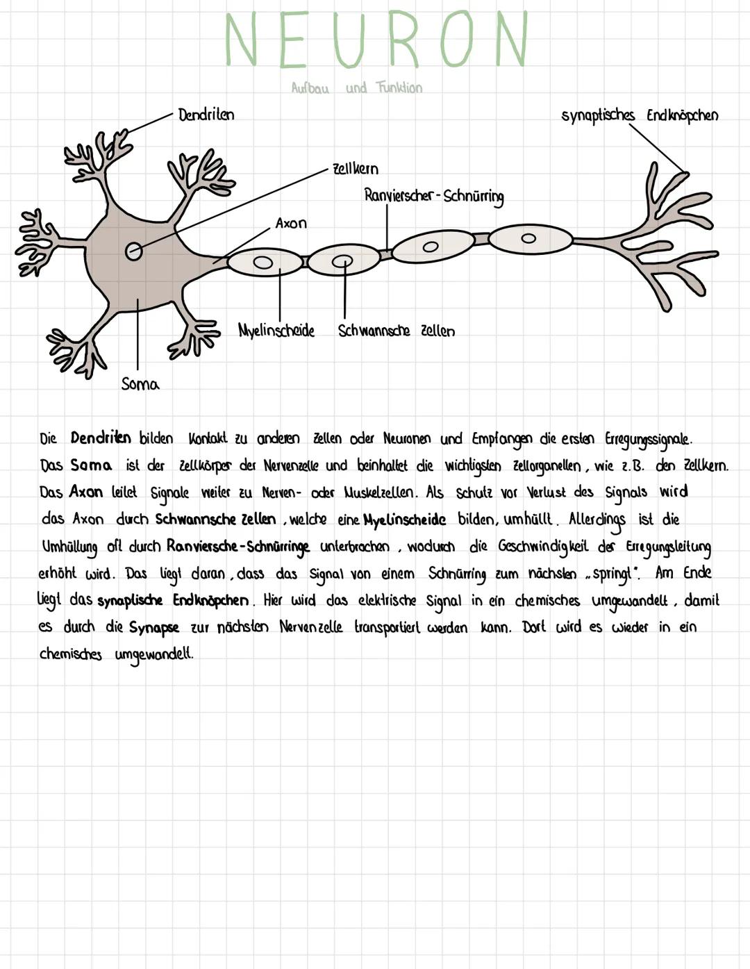 Soma
NEURON
Aufbau und Funktion
Dendriten
Axon
Zell kern
Ranvierscher-Schnürring
Myelinscheide Schwannsche Zellen
synaptisches End knöpchen
