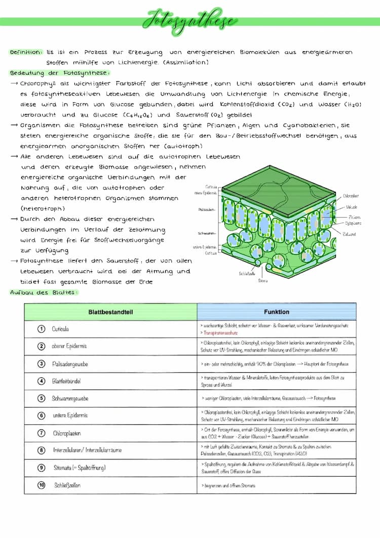Know Fotosynthese  thumbnail