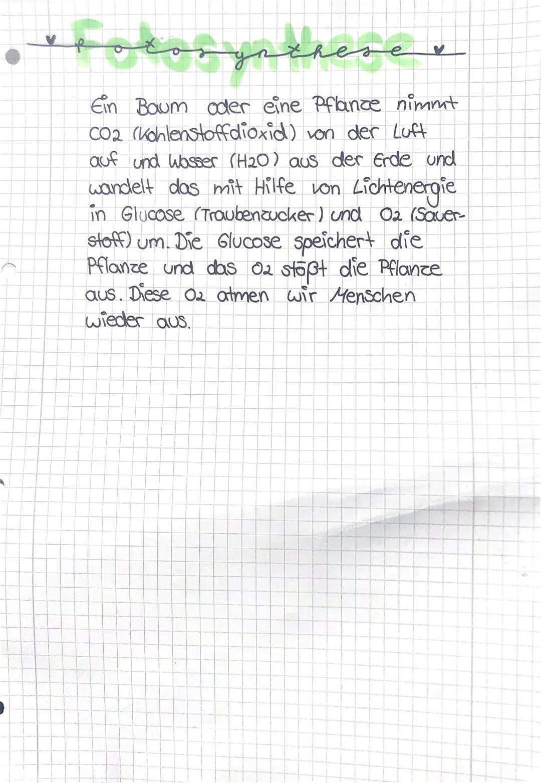 Fotosynthese: Der Prozess leicht erklärt