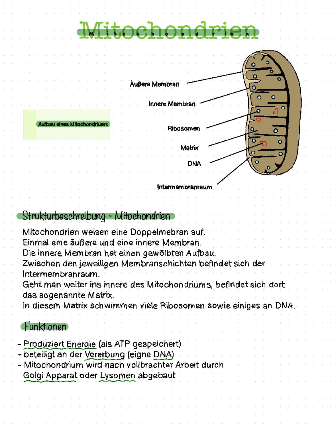 Mitochondrien 