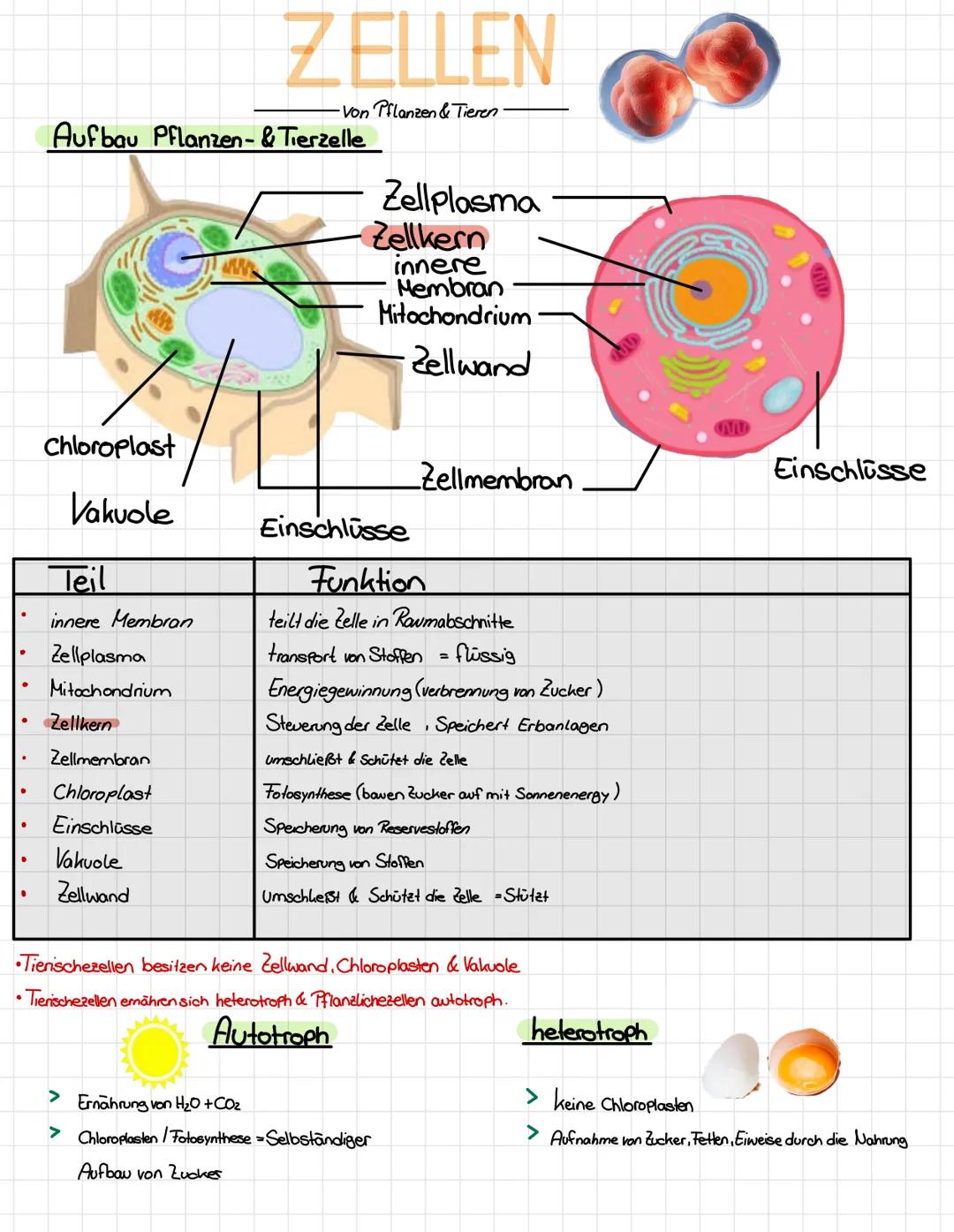 ●
●
.
Aufbau Pflanzen- & Tierzelle
Chloroplast
Vakuole
Teil
innere Membran
Zellplasma
Mitochondrium
Zellkern
Zellmembran
Chloroplast
Einschl
