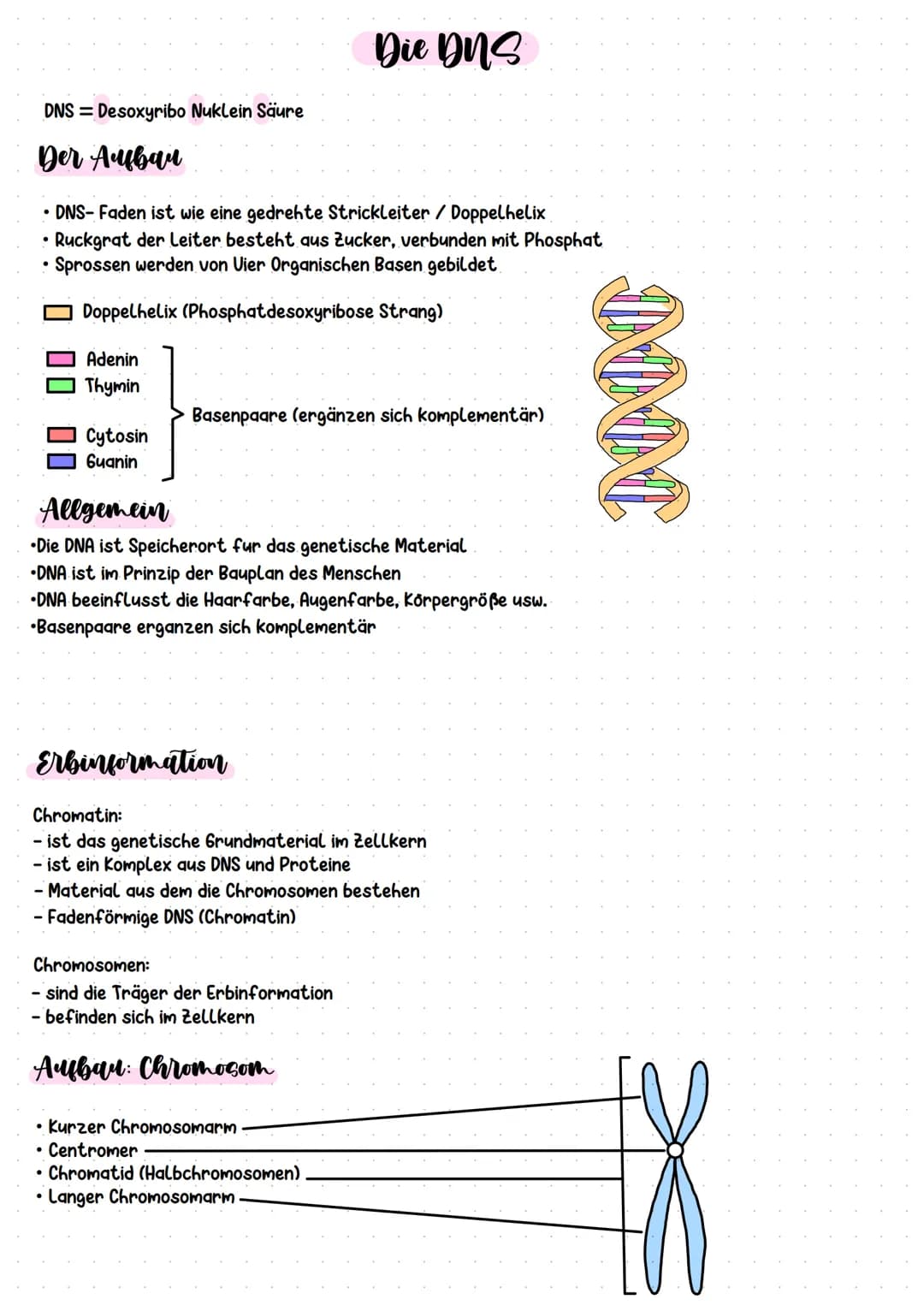 DNS Desoxyribo Nuklein Säure
Der Aufbau
• DNS- Faden ist wie eine gedrehte Strickleiter/ Doppelhelix
Ruckgrat der Leiter besteht aus Zucker,