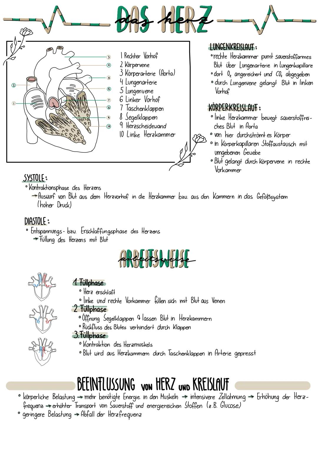 SYSTOLE:
• Kontraktionsphase des Herzens

3
I Rechter Vorhof
2 Körpervene
3 Körperarterie (Aorta)
4 Lungenarterie
5 Lungenvene
6 Linker Vorh