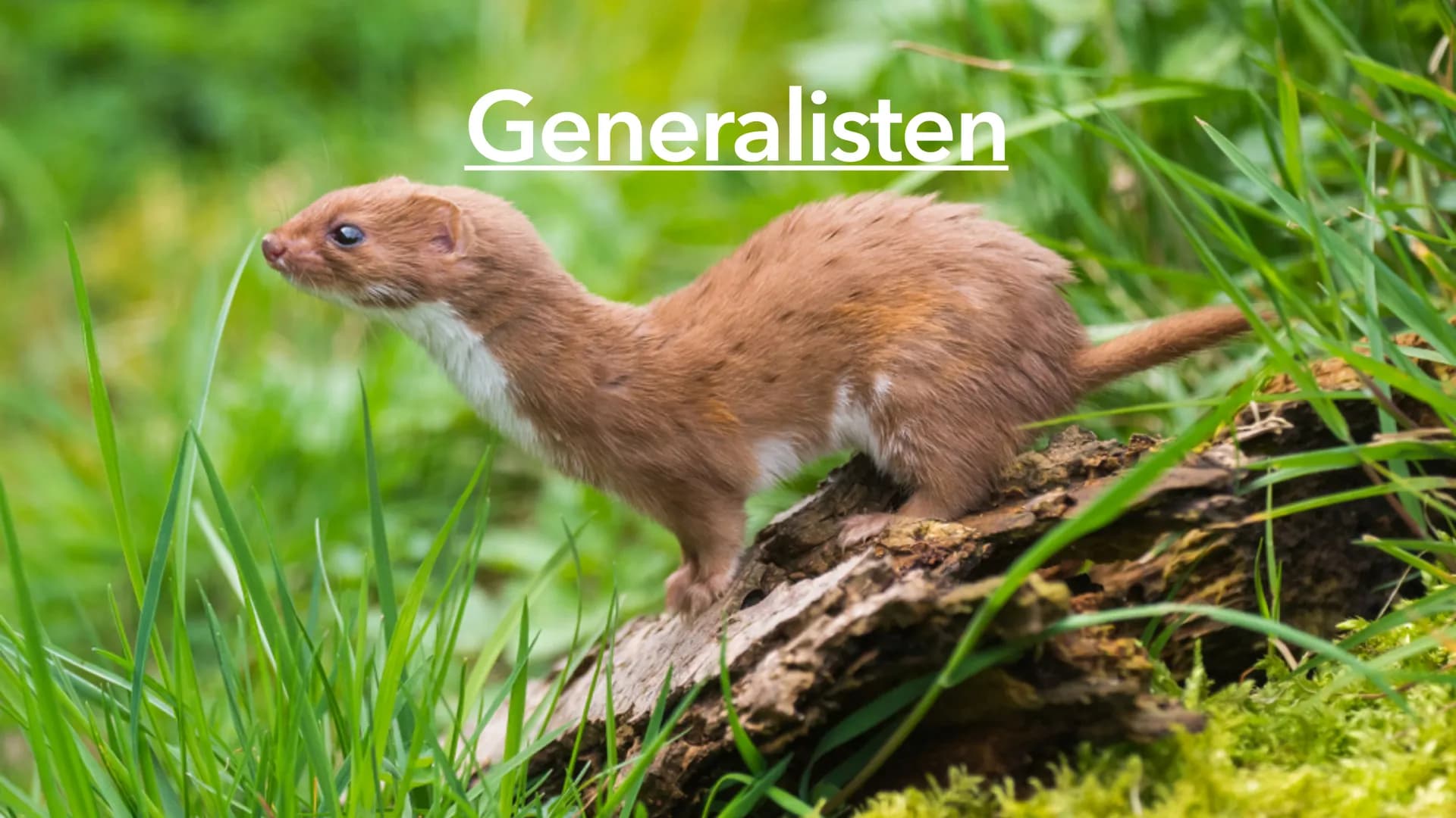 Ernährungsstrategien -
Spezialisten und Generalisten Inhaltsverzeichnis
• Definition Ernährungsstrategien
• Die Generalisten
Beispiel eines 