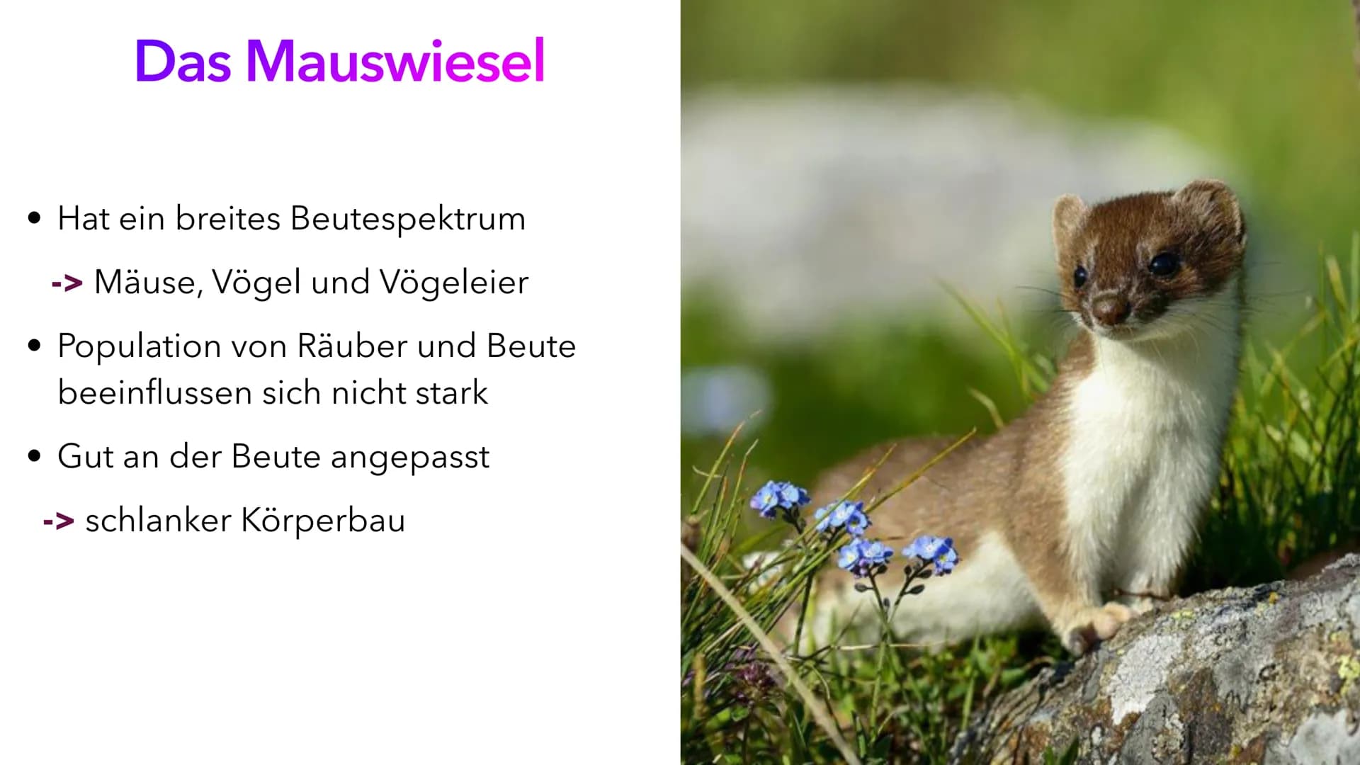 Ernährungsstrategien -
Spezialisten und Generalisten Inhaltsverzeichnis
• Definition Ernährungsstrategien
• Die Generalisten
Beispiel eines 
