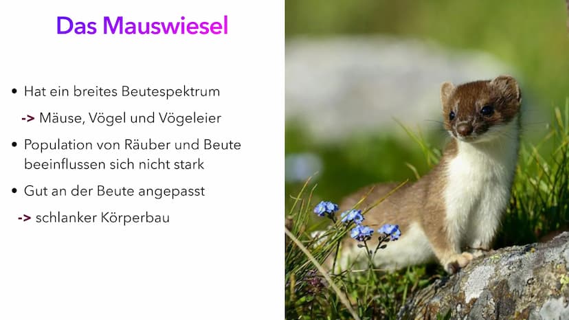 Ernährungsstrategien -
Spezialisten und Generalisten Inhaltsverzeichnis
• Definition Ernährungsstrategien
• Die Generalisten
Beispiel eines 