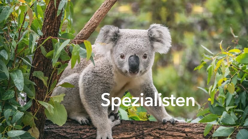 Ernährungsstrategien -
Spezialisten und Generalisten Inhaltsverzeichnis
• Definition Ernährungsstrategien
• Die Generalisten
Beispiel eines 