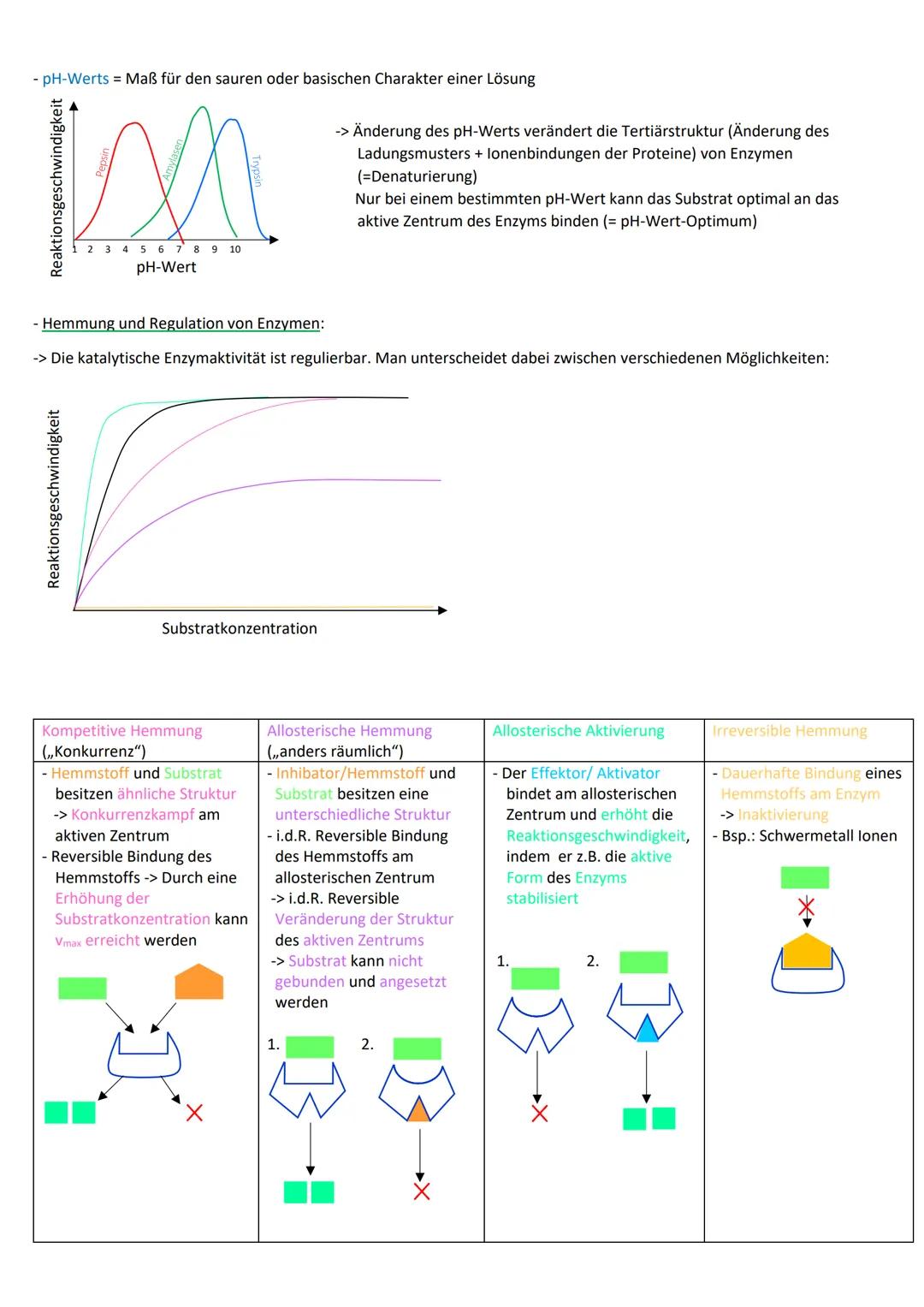 Geschichte der Zellenlehre
Entdeckung der Zelle:
• Robert Hooke: entdeckt mit einfachen Mikroskop Aufbau der Korkscheiben aus kleinen Räumen