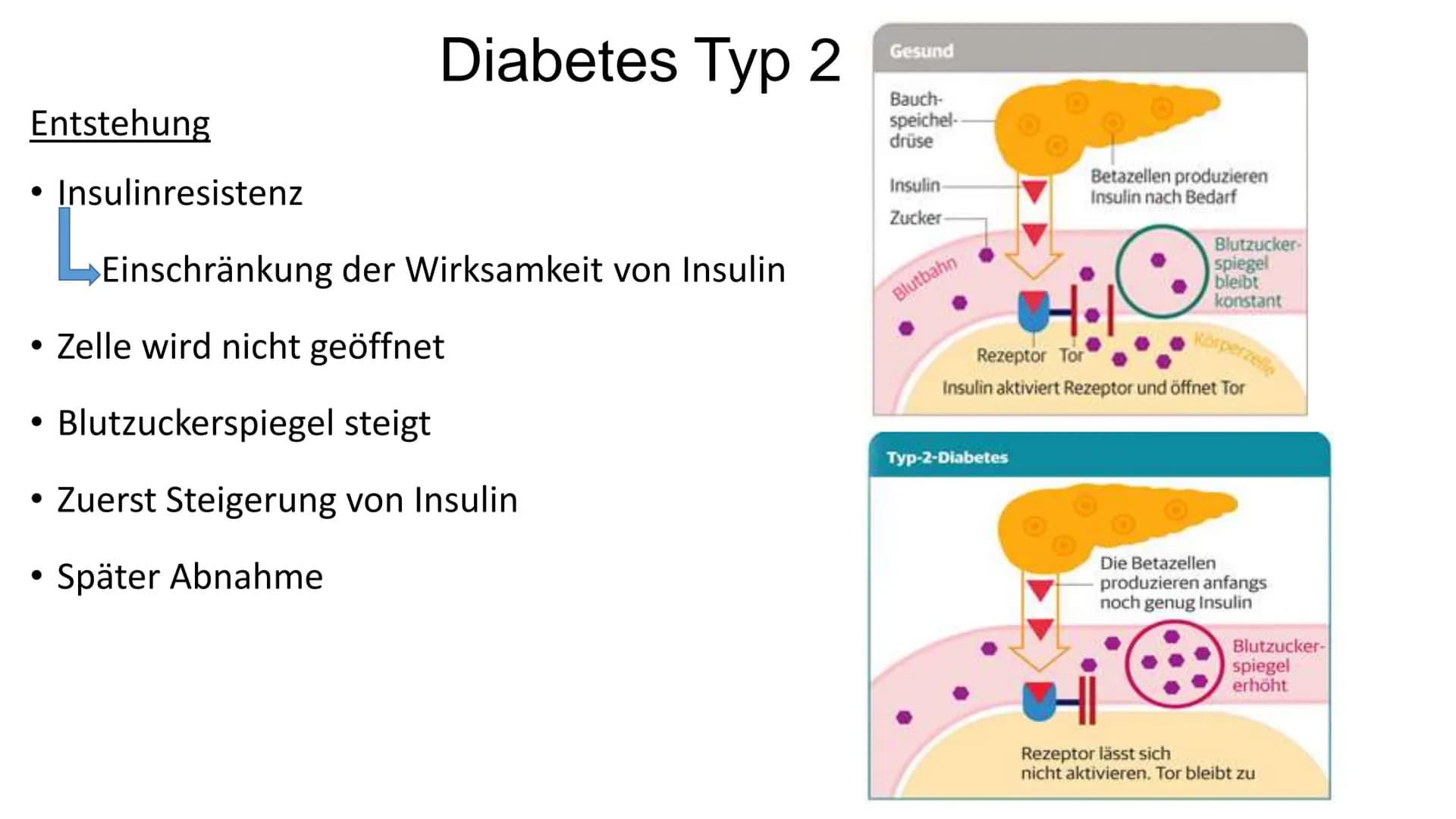 Diabetes Typ 1 und 2
01
STOP
DIABETES • Einführung
• Was ist Insulin?
●
Agenda
Diabetes Typ 1 + Symptome
Diabetes Typ 2 + Ursachen + Symptom