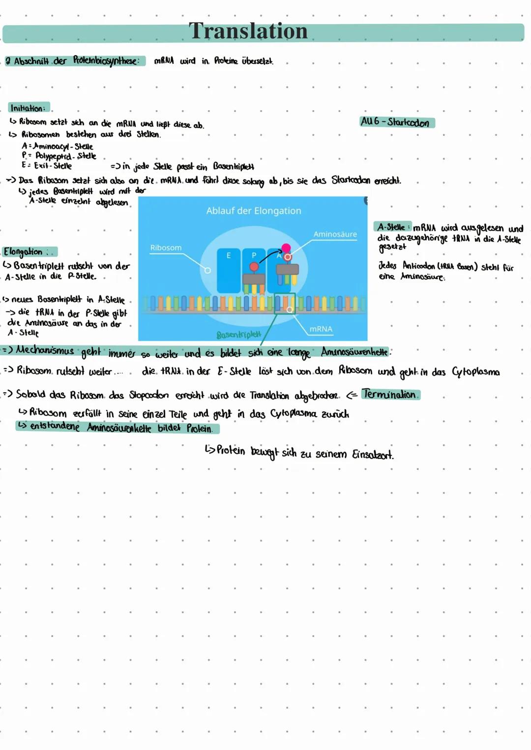 # Vom Gen zum Merkmal

*   Gene geben den Bauplan für die Herstellung eines Proteins oder eines RNA - Molekül an
*   unterschiedliche Gene i