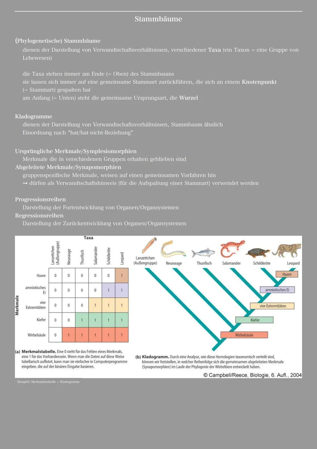 (Phylogenetische) Stammbäume
dienen der Darstellung von Verwandtschaftsverhältnissen, verschiedener Taxa (ein Taxon = eine Gruppe von
Lebewe