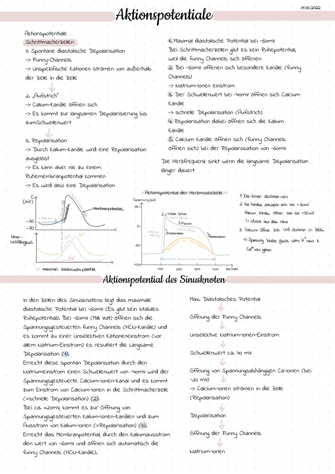 27.04.2022

# Erregungsbildung

## Erregungsbildungssystem

Sinusknoten
AV-Knoten
His-Bindel
linker Tawaraschenkel
Sinusknoten (Primärer Sch