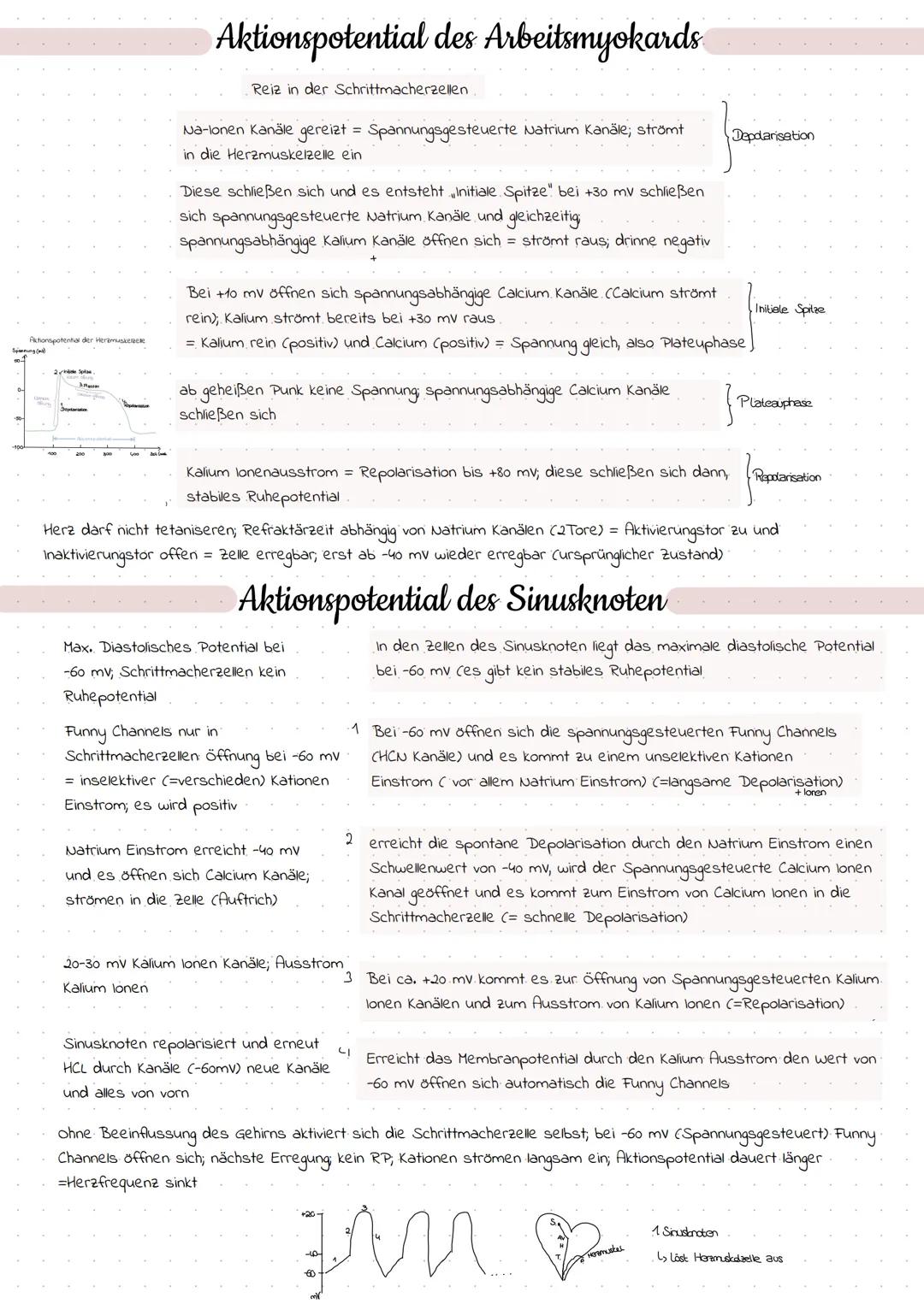 27.04.2022

# Erregungsbildung

## Erregungsbildungssystem

Sinusknoten
AV-Knoten
His-Bindel
linker Tawaraschenkel
Sinusknoten (Primärer Sch