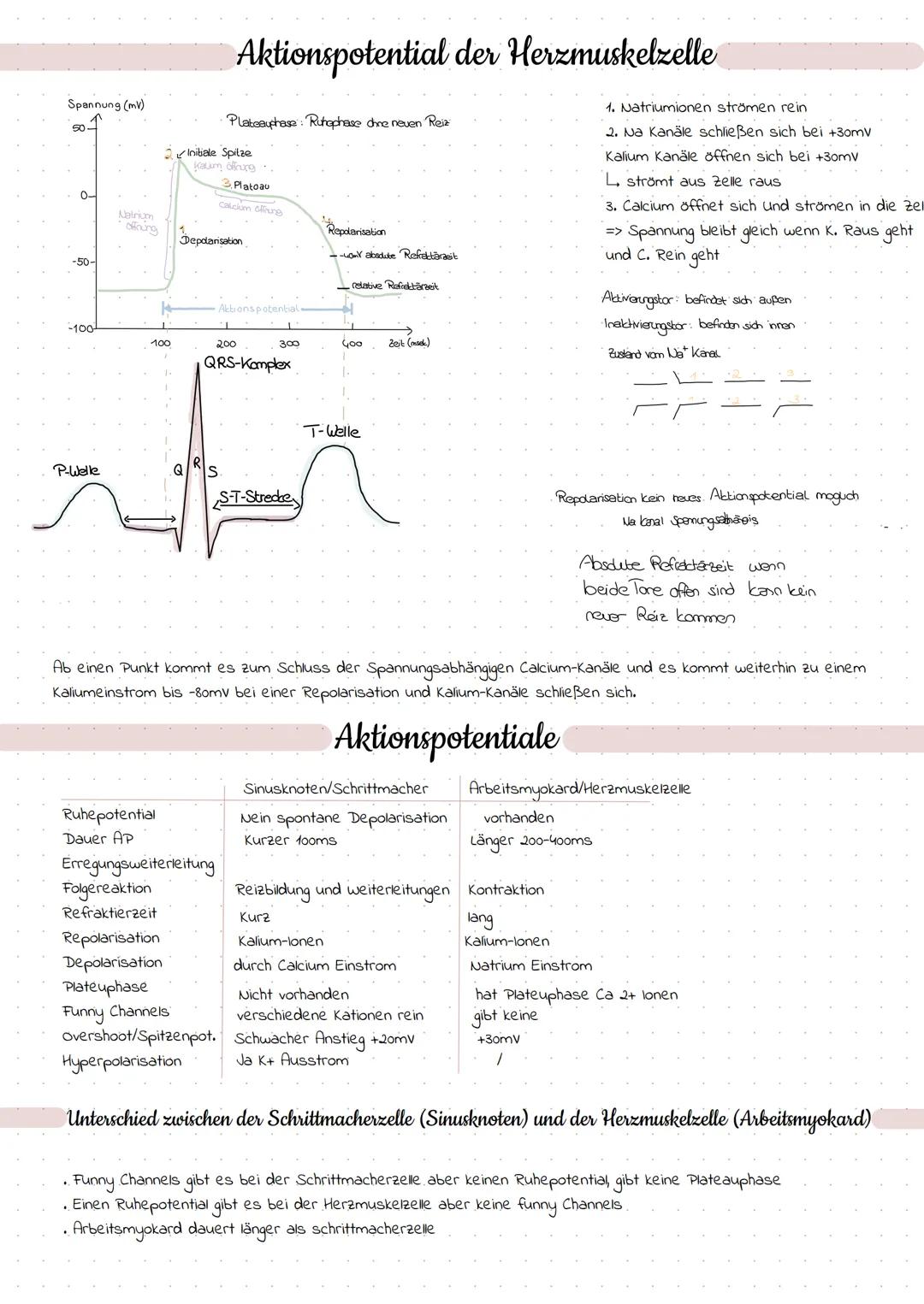 27.04.2022

# Erregungsbildung

## Erregungsbildungssystem

Sinusknoten
AV-Knoten
His-Bindel
linker Tawaraschenkel
Sinusknoten (Primärer Sch